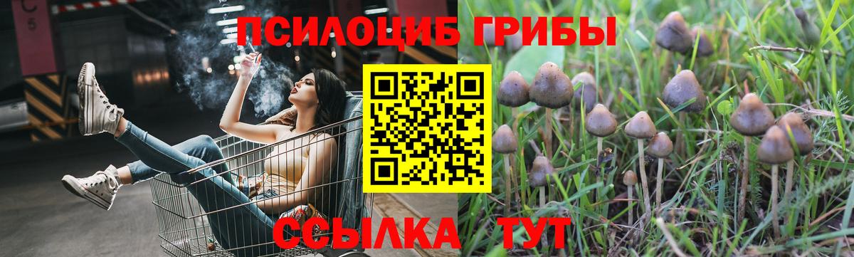 Галлюциногенные грибы Psilocybe Благовещенск